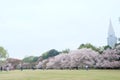 Sakura tree in shinjuku gyoen national garden